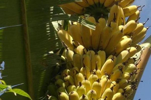 芭蕉什么时候成熟上市 芭蕉是几月的水果