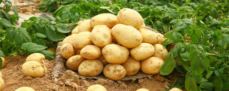 土豆是种子还是果实