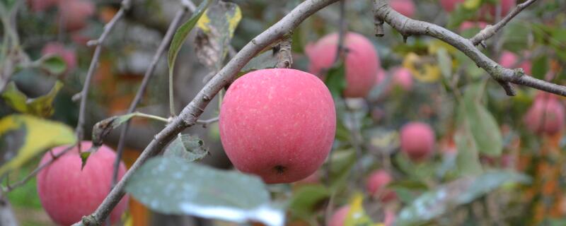 苹果树怎么施肥