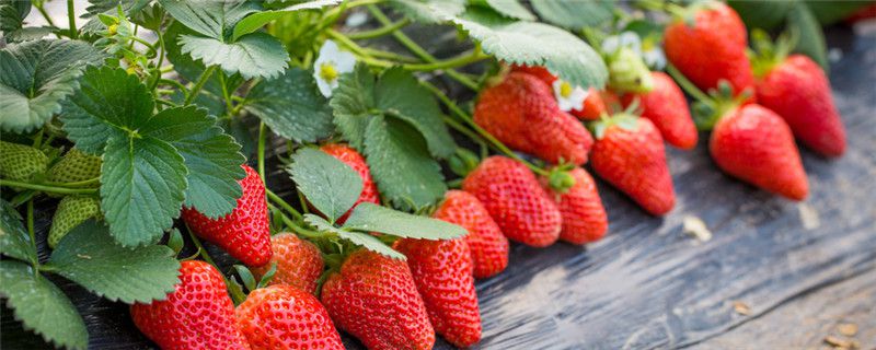 草莓可以用尿素施肥吗
