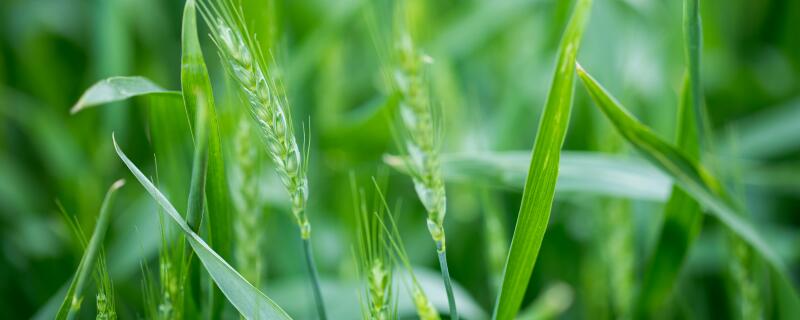 小麦开花期能浇水吗