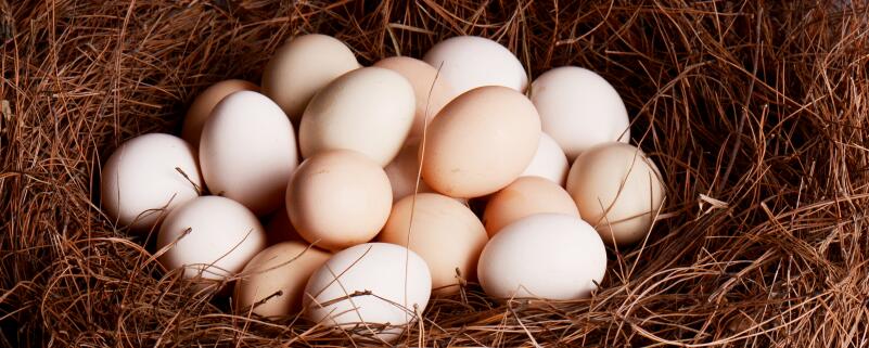 鸡蛋壳是什么肥料