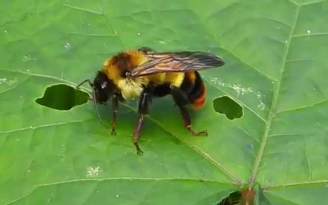 木蜂属,种类繁多并广泛分布于世界各地,代表物种有中华木蜂,黑熊木蜂
