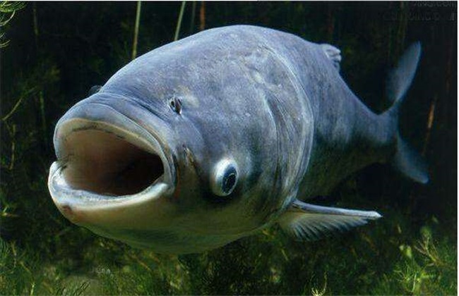 海水胖头鱼图片