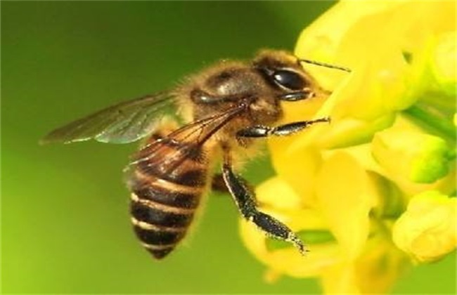 蜜蜂网站 官网蜜蜂网站