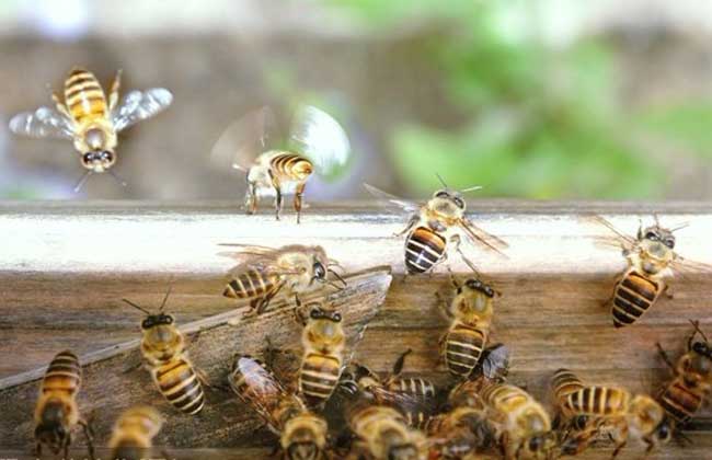 怎样辨认中蜂还是意蜂 意蜂和中蜂最明显区别是什么?