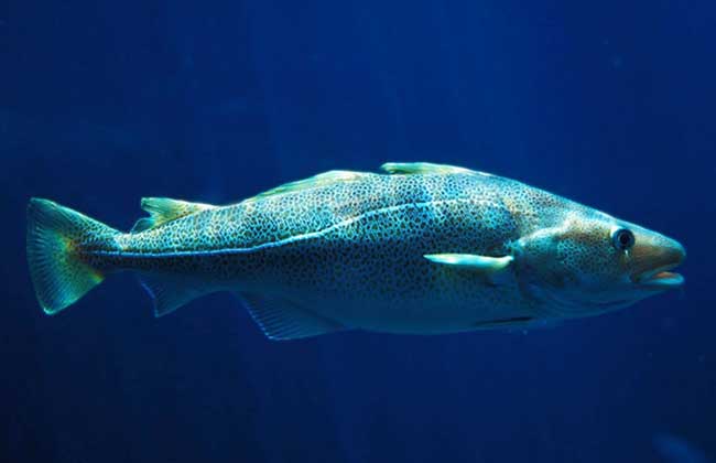 鄂霍次克海鳕鱼图片
